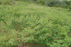 Tephrosia purpurea